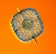 Afbeeldingsresultaten voor "acanthosphaera Pinchuda". Grootte: 192 x 185. Bron: www.pinterest.de