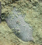 Image result for Siderastreidae. Size: 172 x 185. Source: lis-upmc.snv.jussieu.fr