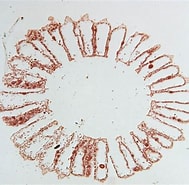 Image result for Grantia capillosa Geslacht. Size: 189 x 185. Source: quizlet.com
