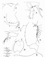 Image result for Bathyporeia pelagica Klasse. Size: 147 x 185. Source: www.researchgate.net