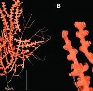 Swiftia Anatomie に対する画像結果.サイズ: 188 x 170。ソース: www.researchgate.net