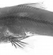 Image result for "bathytyphlops Sewelli". Size: 178 x 82. Source: www.marinespecies.org