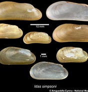 Image result for "idas Simpsoni". Size: 176 x 185. Source: naturalhistory.museumwales.ac.uk