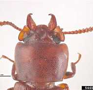 Image result for "megamphopus Cornutus". Size: 190 x 185. Source: www.invasive.org