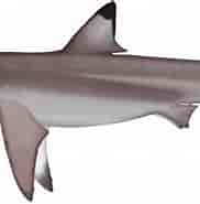Blacktip Shark Identification 的图像结果.大小：182 x 134。 资料来源：marinewise.com.au