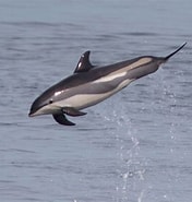 Afbeeldingsresultaten voor "lagenorhynchus Acutus". Grootte: 176 x 185. Bron: www.dolphins-world.com