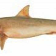 Image result for Blacktip Tope. Size: 183 x 83. Source: www.sharkwater.com