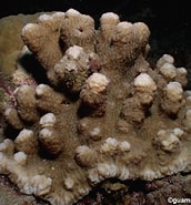 Image result for Scopophilia. Size: 172 x 185. Source: www.guamreeflife.com