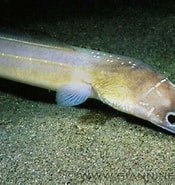 Image result for Echelus myrus Rijk. Size: 175 x 185. Source: adriaticnature.com