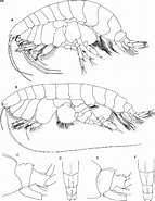 Afbeeldingsresultaten voor Ampeliscidae. Grootte: 143 x 185. Bron: www.semanticscholar.org