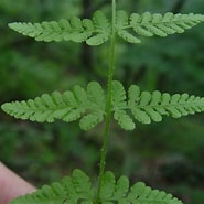 Image result for "pseudochirella Obtusa". Size: 185 x 185. Source: gobotany.nativeplanttrust.org