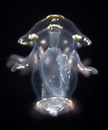 Image result for Actinotrocha Pallida Steam. Size: 153 x 185. Source: invert-embryo.blogspot.com