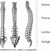 Afbeeldingsresultaten voor wervelkolom Verwijzers UZ Leuven. Grootte: 172 x 185. Bron: www.uzleuven.be