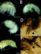 Afbeeldingsresultaten voor "ampelisca Aequicornis". Grootte: 141 x 185. Bron: www.researchgate.net