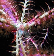 Image result for "analcidometra Armata". Size: 176 x 185. Source: reefguide.org