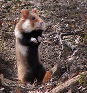 Image result for Hamster Sport Habitat. Size: 174 x 185. Source: www.twinkl.com