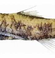 Afbeeldingsresultaten voor Lepidophanes guentheri. Grootte: 178 x 106. Bron: www.fishbiosystem.ru