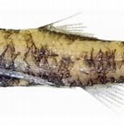 Image result for Lepidophanes guentheri Klasse. Size: 182 x 106. Source: www.fishbiosystem.ru