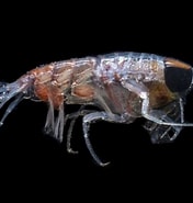Image result for Hyperia macrocephala. Size: 176 x 185. Source: www.naturalista.mx