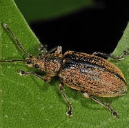 Image result for "phyllophorus Brocki". Size: 187 x 185. Source: www.freenatureimages.eu