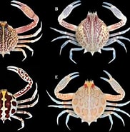Image result for Persephona mediterranea. Size: 182 x 182. Source: www.researchgate.net