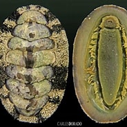 Afbeeldingsresultaten voor Acanthopleura granulata Anatomie. Grootte: 184 x 185. Bron: allspira.com
