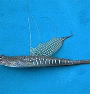 Image result for "callionymus Pusillus". Size: 178 x 185. Source: adriaticnature.ru