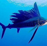 Afbeeldingsresultaten voor Atlantische zeilvis Dieet. Grootte: 190 x 185. Bron: www.diertjevandedag.classy.be