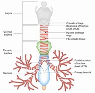 Image result for Caecum Trachea Subclass. Size: 189 x 185. Source: www.lecturio.com
