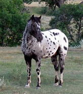 Image result for Morgan County, Colorado Colorado Ranger Horse Stallions At Stud. Size: 164 x 185. Source: www.coloradoranger.com