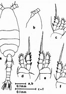 Image result for "oithona Fallax". Size: 131 x 185. Source: copepodes.obs-banyuls.fr