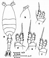 Afbeeldingsresultaten voor Oithona fallax Stam. Grootte: 157 x 185. Bron: copepodes.obs-banyuls.fr