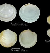Image result for "diplodonta Rotundata". Size: 175 x 185. Source: www.forumcoquillages.com