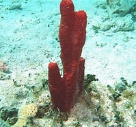 Image result for Amphimedon compressa. Size: 199 x 185. Source: coralpedia.bio.warwick.ac.uk