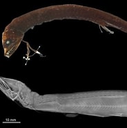 Image result for "thliptodon Schmidti". Size: 184 x 185. Source: insider.si.edu