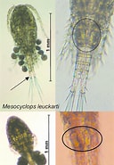 Afbeeldingsresultaten voor "ceratocymba Leuckarti". Grootte: 128 x 185. Bron: www.researchgate.net