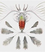 Image result for "calocalanus Contractus". Size: 159 x 185. Source: www.artstation.com