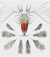 Image result for "calocalanus Contractus". Size: 163 x 185. Source: www.artstation.com