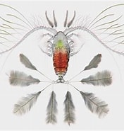 Image result for Calocalanus contractus Geslacht. Size: 176 x 185. Source: www.artstation.com