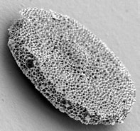 Image result for "stylochlamydium Asteriscus". Size: 197 x 185. Source: www.ucl.ac.uk