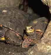 Image result for Skildpadder Underklasse. Size: 174 x 185. Source: regnskove.dk