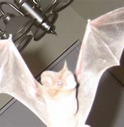 Image result for Bat Birth colony Nurse. Size: 180 x 156. Source: wildliferemovalusa.com