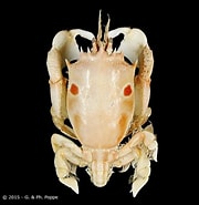 Image result for "notopus Dorsipes". Size: 180 x 185. Source: www.crustaceology.com