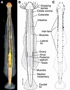 Image result for "heterokrohnia Furnestinae". Size: 143 x 185. Source: www.cell.com