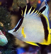 Image result for "prognathodes Marcellae". Size: 174 x 185. Source: reefs.com