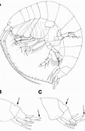 Image result for "ampelisca Aequicornis". Size: 120 x 185. Source: www.researchgate.net