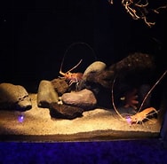 Image result for "puerulus Angulatus". Size: 188 x 185. Source: www.gogo-zoo-aquarium.com
