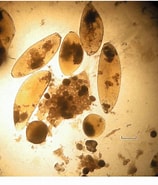 Afbeeldingsresultaten voor Benthophilus stellatus Superklasse. Grootte: 158 x 185. Bron: www.researchgate.net