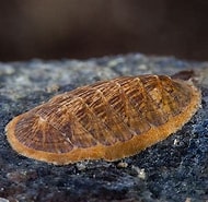 Afbeeldingsresultaten voor "leptochiton Asellus". Grootte: 190 x 185. Bron: www.pinterest.com