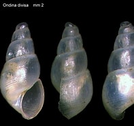 Image result for "ondina Divisa". Size: 197 x 185. Source: www.verderealta.it